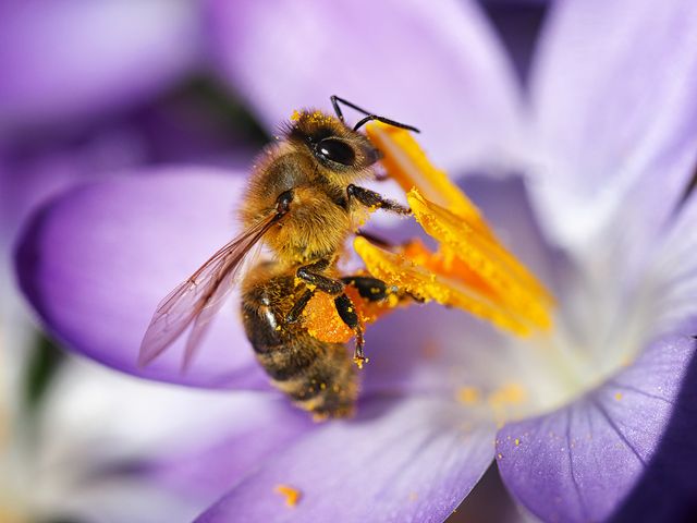 7 Best Benefits of Bee Pollen